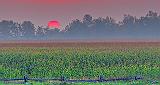 Red Sun Rising_46029-31